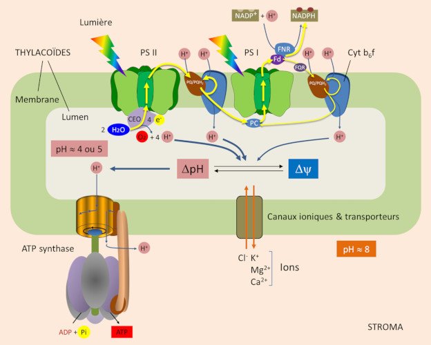 Vue d'ensemble des complexes et du gradient de protons