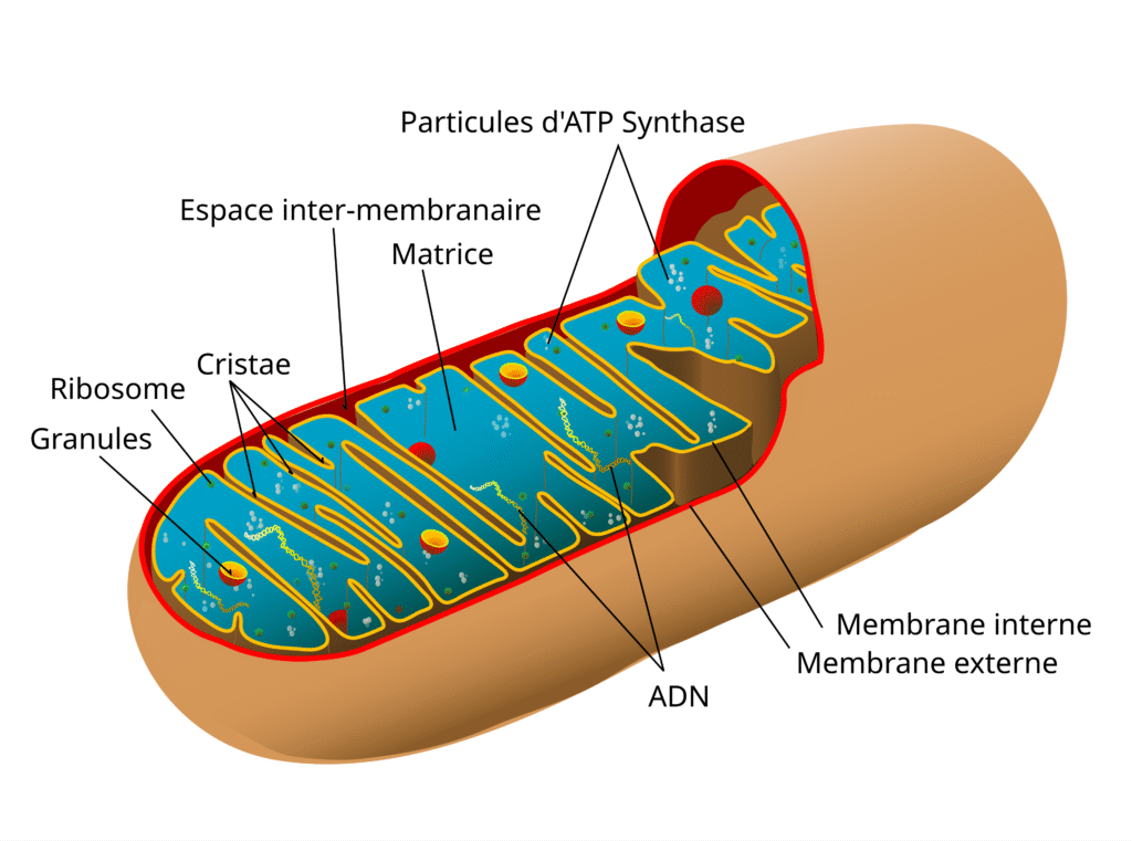  Structure d'une mitochondrie — source : Wikimedia Commons