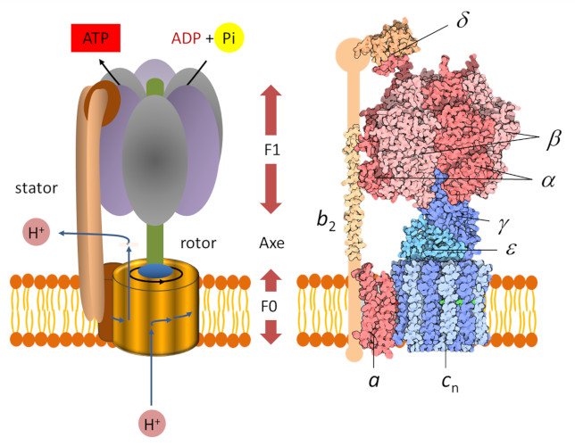 Figure 1 : L'ATP synthase, machine moléculaire centrale de la bioénergétique cellulaire