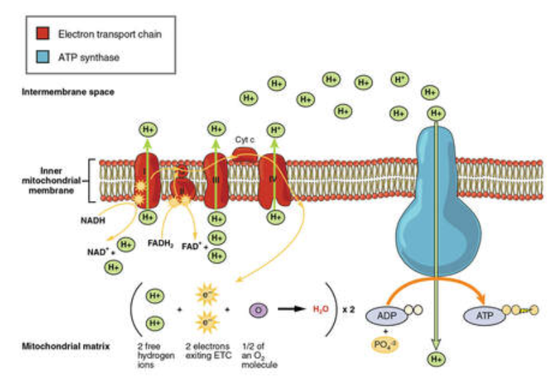 Gradient de protons et ATP synthase