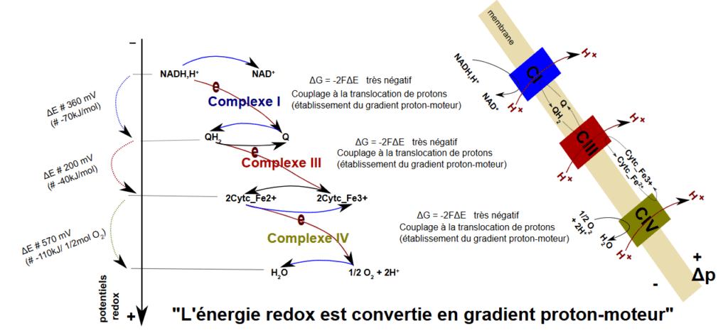 Potentiel redox de la chaîne respiratoire