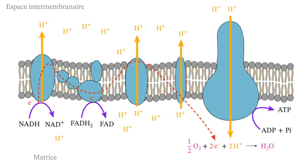 Figure 2 : Mitochondrie — site de production de l'ATP par phosphorylation oxydative