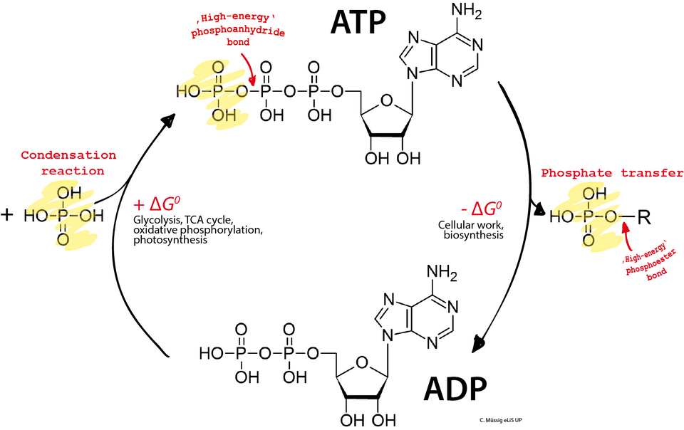 Figure 3 : Structure moléculaire de l'ATP — Les liaisons phosphoanhydride (en rouge) sont les sites de stockage d'énergie