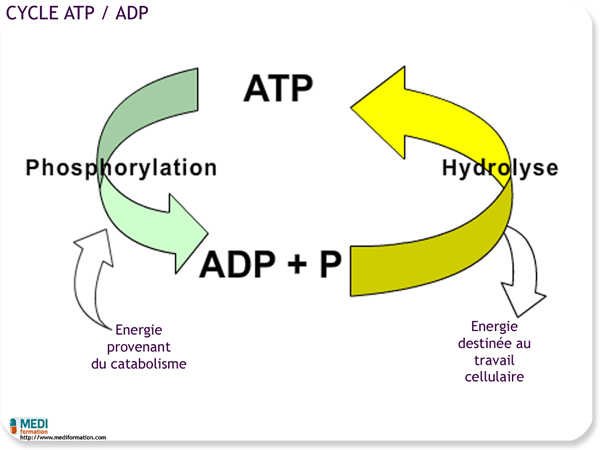 Molécule d'ATP - réserve énergétique cellulaire