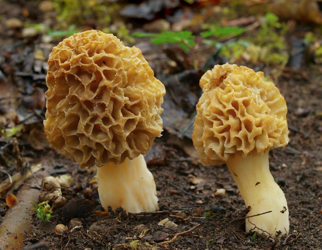  Morchella esculenta (Morille comestible) — un Discomycète emblématique de l'embranchement Ascomycota
