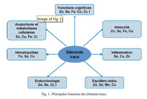 Les éléments traces interviennent dans de nombreuses fonctions biologiques : immunité, cognition, hématopoïèse, endocrinologie et équilibre redox.