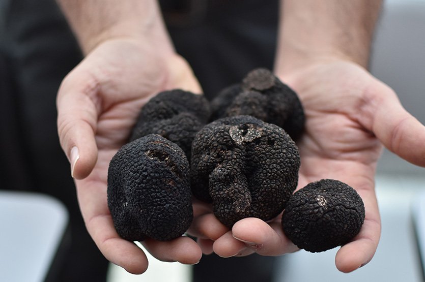  Tuber melanosporum — la célèbre Truffe noire du Périgord, l'une des espèces fongiques les plus valorisées au monde