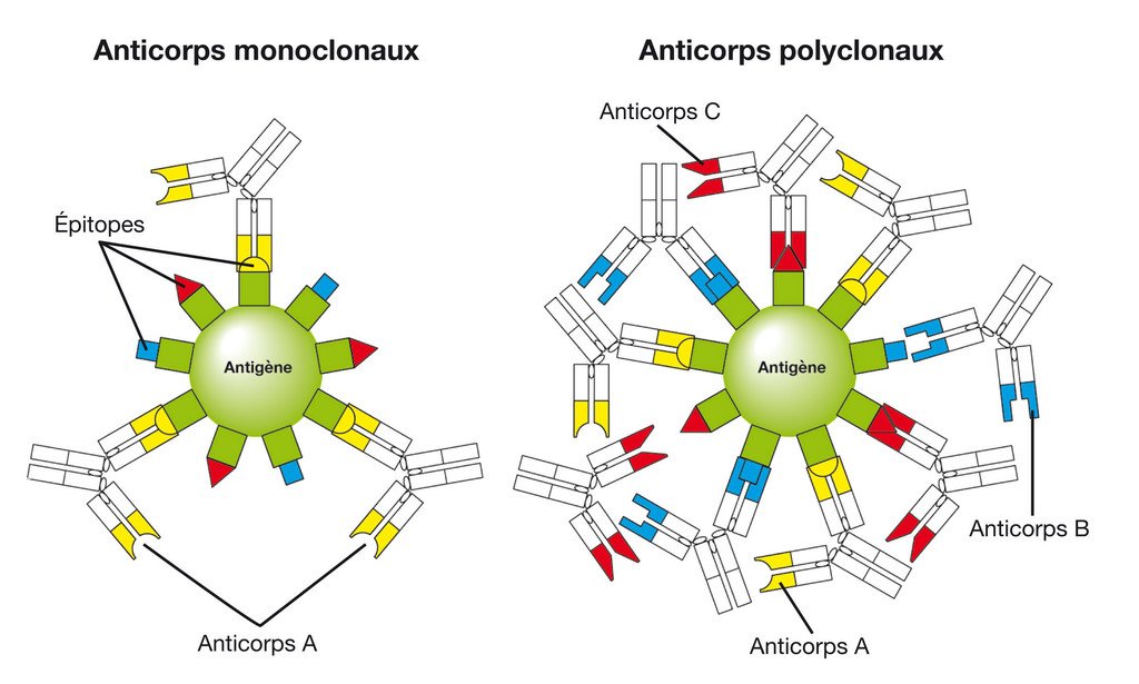 Représentation d'une immunoglobuline G — Wikimedia Commons (domaine public)