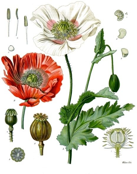 La capsule du pavot somnifère (Papaver somniferum) : source naturelle de l'opium
