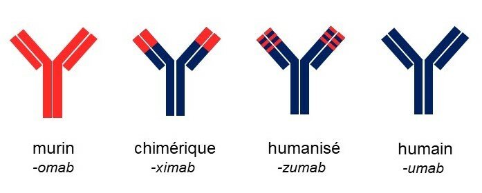 Les quatre types d'anticorps monoclonaux selon leur degré d'humanisation — Wikimedia Commons (domaine public)