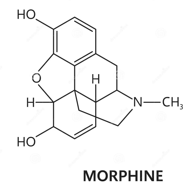 Structure squelettique de la morphine - la molécule de référence des opioïdes