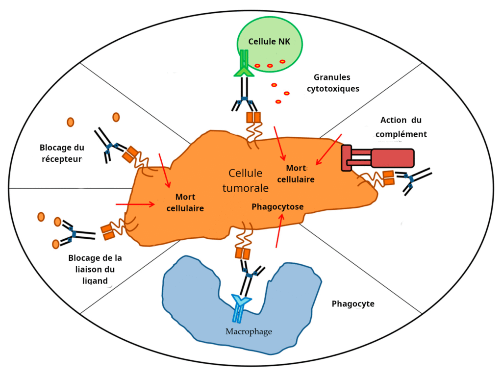 Structure d'un anticorps — Source : Wikimedia Commons (domaine public)