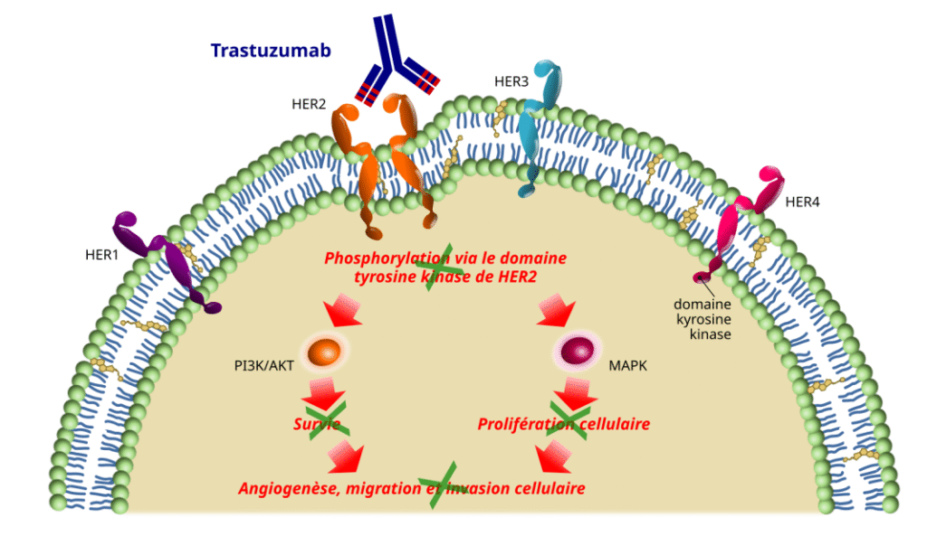 Liaison du trastuzumab (Herceptin) au récepteur HER2 — Wikimedia Commons (domaine public)