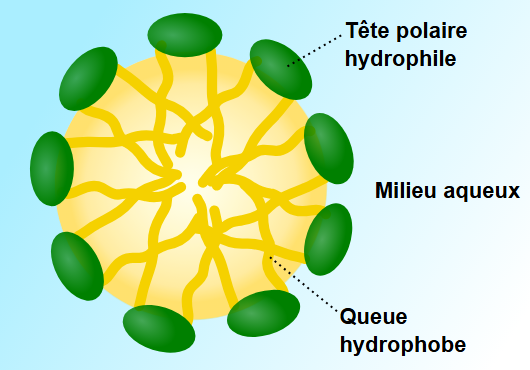  Représentation schématique d'une micelle sphérique avec orientation des molécules de surfactif