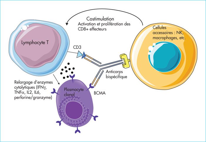 Anticorps bispécifique engageant un lymphocyte T contre une cellule tumorale — Wikimedia Commons (domaine public)